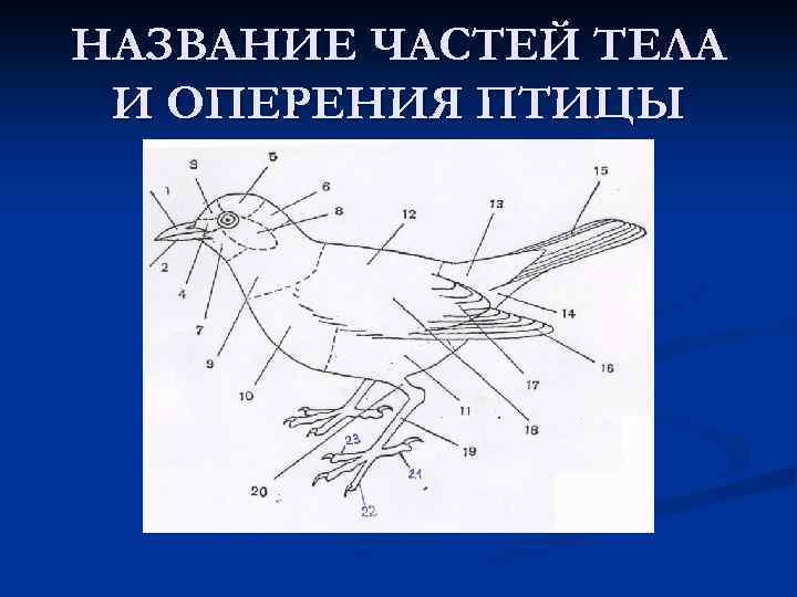 НАЗВАНИЕ ЧАСТЕЙ ТЕЛА И ОПЕРЕНИЯ ПТИЦЫ 