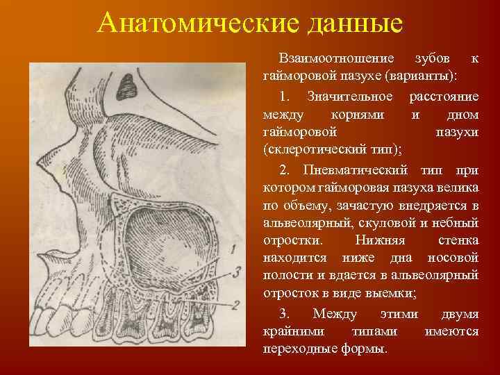 Анатомические данные Взаимоотношение зубов к гайморовой пазухе (варианты): 1. Значительное расстояние между корнями и