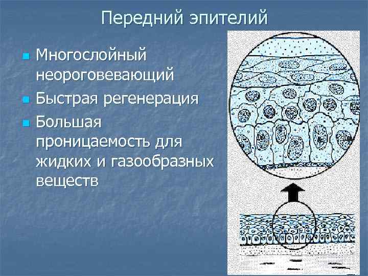 Передний эпителий n n n Многослойный неороговевающий Быстрая регенерация Большая проницаемость для жидких и