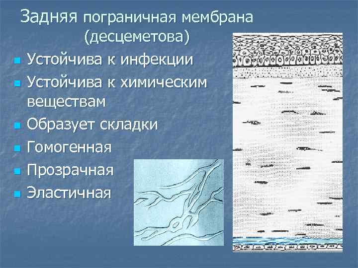 Задняя пограничная мембрана n n n (десцеметова) Устойчива к инфекции Устойчива к химическим веществам