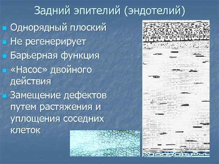 Задний эпителий (эндотелий) n n n Однорядный плоский Не регенерирует Барьерная функция «Насос» двойного