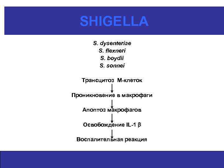 SHIGELLA S. dysenteriae S. flexneri S. boydii S. sonnei Трансцитоз М-клеток Проникновение в макрофаги