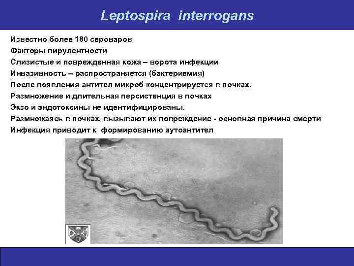 Leptospira interrogans Известно более 180 сероваров Факторы вирулентности Слизистые и поврежденная кожа – ворота