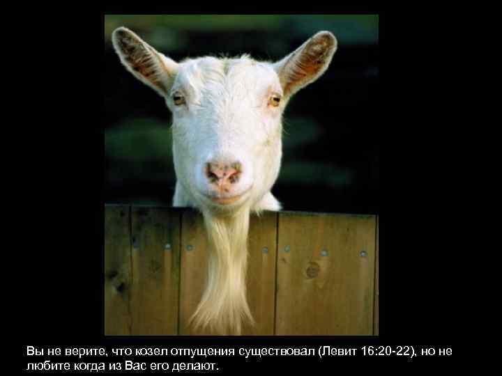 Вы не верите, что козел отпущения существовал (Левит 16: 20 -22), но не любите