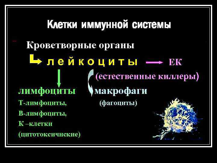 Клетки иммунной системы Кроветворные органы лейкоциты ЕК (естественные киллеры) лимфоциты макрофаги Т-лимфоциты, (фагоциты) В-лимфоциты,