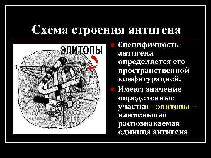 Схема строения антигена n n Специфичность антигена определяется его пространственной конфигурацией. Имеют значение определенные