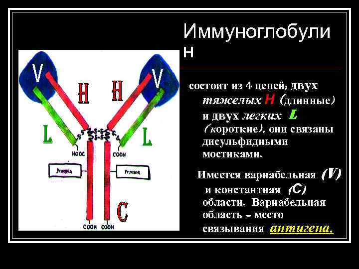 Иммуноглобули н состоит из 4 цепей: двух тяжелых Н (длинные) и двух легких L