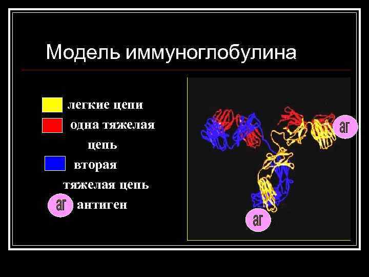 Модель иммуноглобулина легкие цепи одна тяжелая цепь вторая тяжелая цепь антиген 