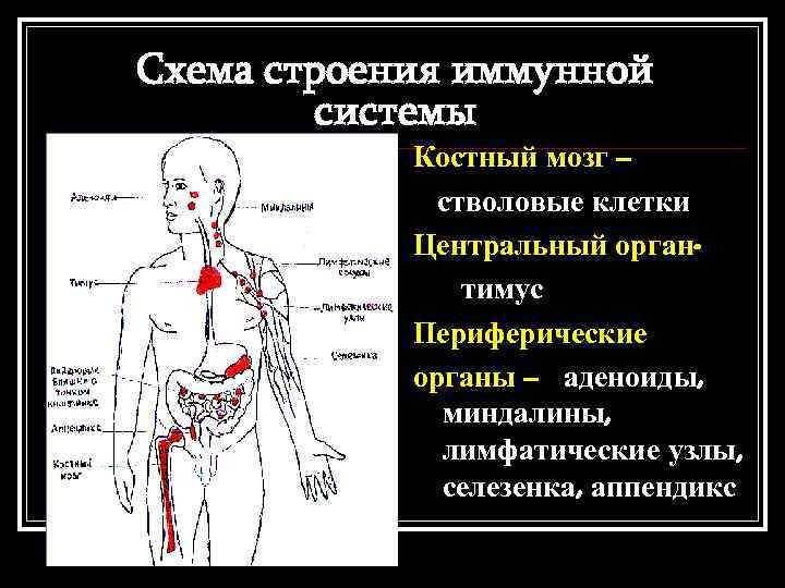 Иммунная и лимфатическая система презентация