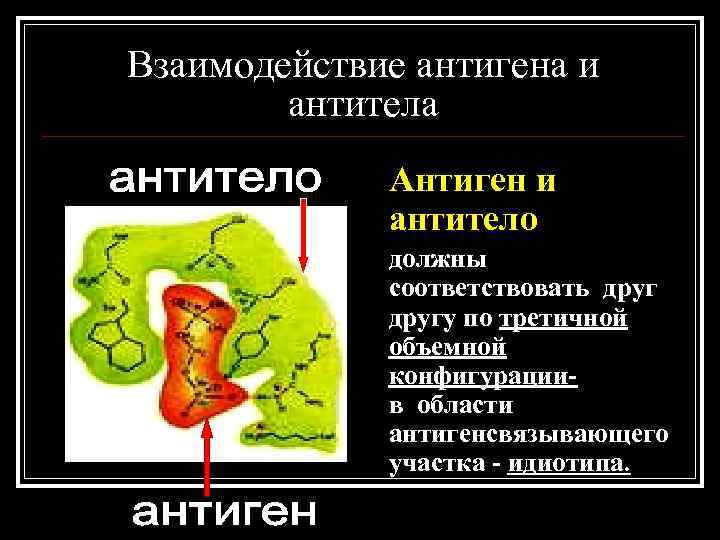 Взаимодействие антигена с антителом