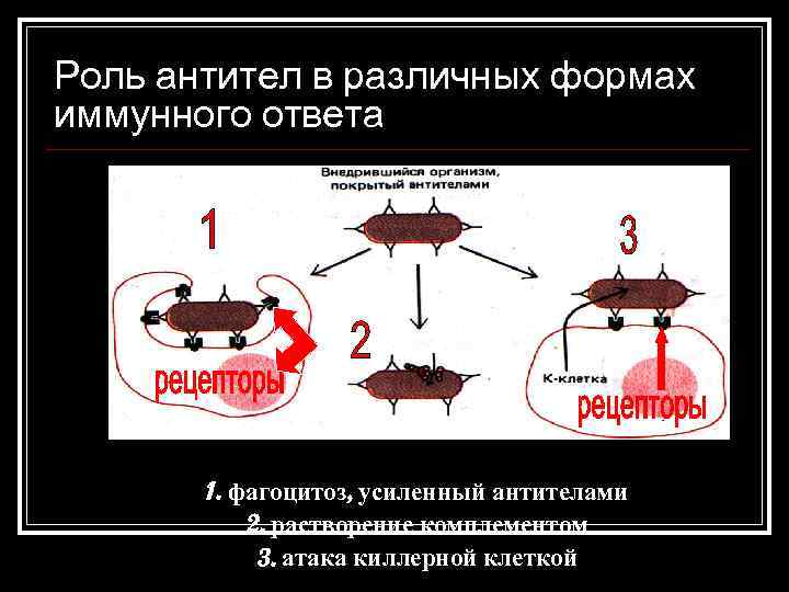 Роль антител в различных формах иммунного ответа 1. фагоцитоз, усиленный антителами 2. растворение комплементом