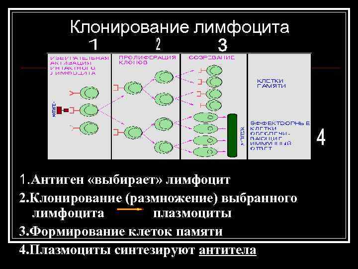 Клонирование лимфоцита 1. Антиген «выбирает» лимфоцит 2. Клонирование (размножение) выбранного лимфоцита плазмоциты 3. Формирование