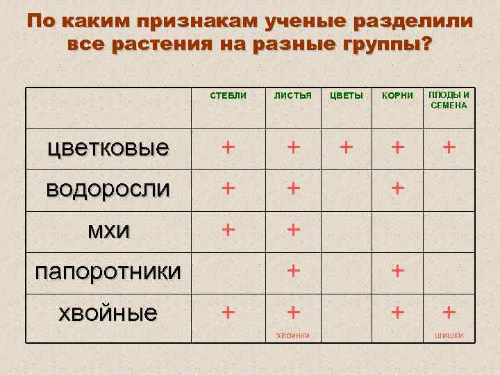 По каким признакам ученые разделили все растения на разные группы? СТЕБЛИ ЛИСТЬЯ ЦВЕТЫ КОРНИ