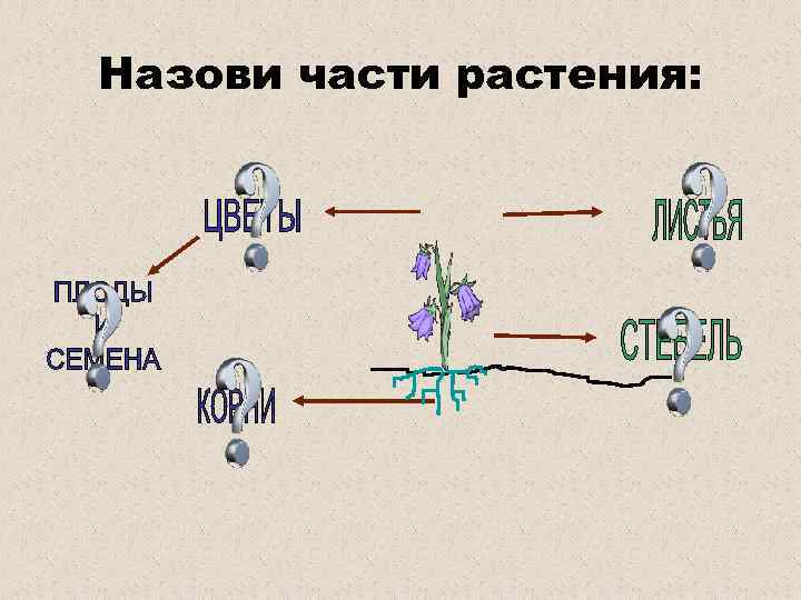 Назови части растения: 