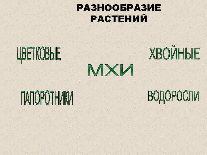 РАЗНООБРАЗИЕ РАСТЕНИЙ 