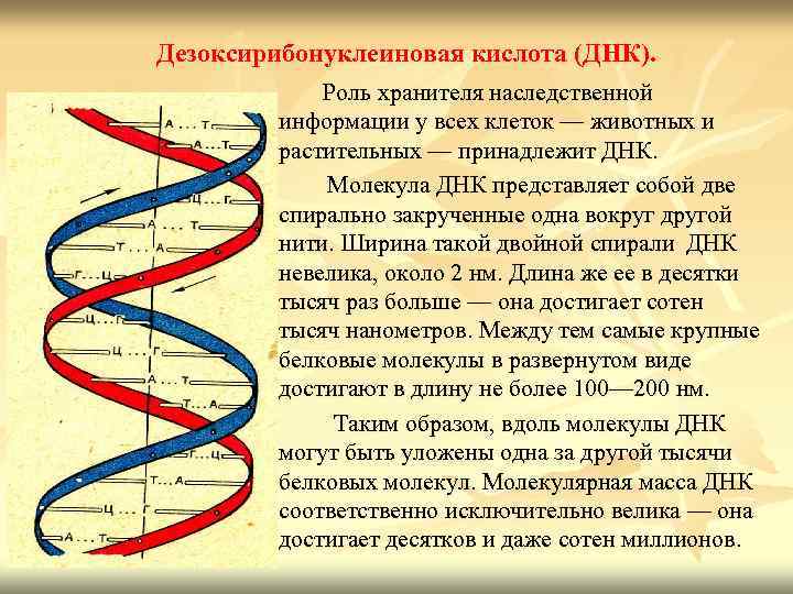Дезоксирибонуклеиновая кислота (ДНК).    Роль хранителя наследственной   информации у всех