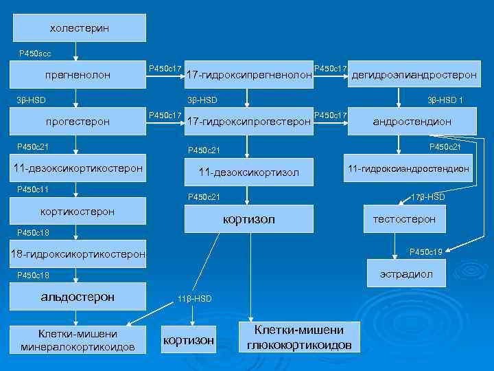 Стероидогенез. Кортикостерон клетки мишени. Стероидогенез в надпочечниках. Холестерин и стероидогенез.