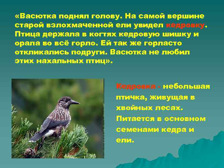  «Васютка поднял голову. На самой вершине старой взлохмаченной ели увидел кедровку. Птица держала
