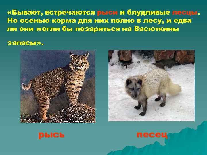  «Бывает, встречаются рыси и блудливые песцы. Но осенью корма для них полно в