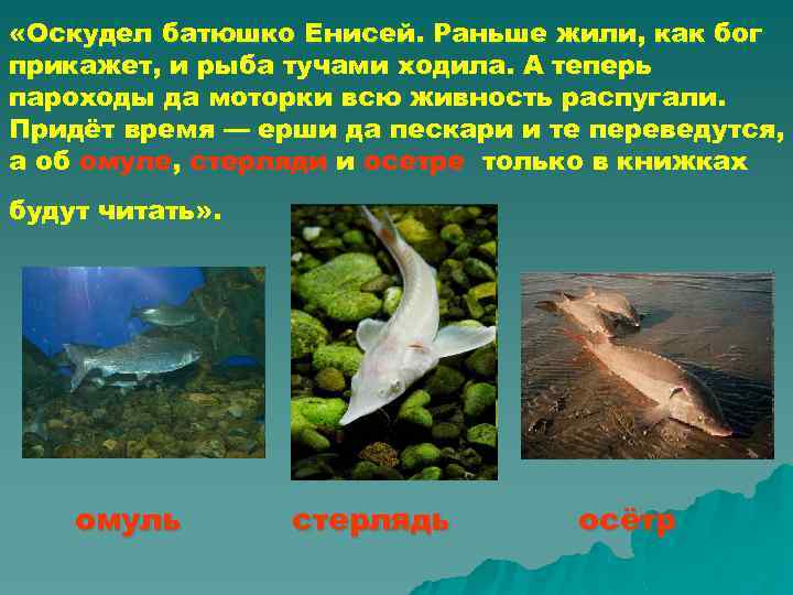  «Оскудел батюшко Енисей. Раньше жили, как бог прикажет, и рыба тучами ходила. А