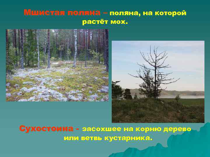 Мшистая поляна – поляна, на которой растёт мох. Сухостоина - засохшее на корню дерево