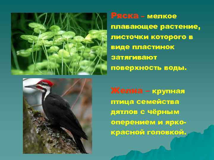 Ряска – мелкое плавающее растение, листочки которого в виде пластинок затягивают поверхность воды. Желна