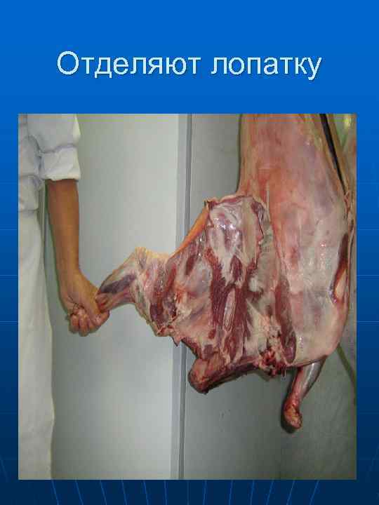 Затем отделяют вторую  лопатку 