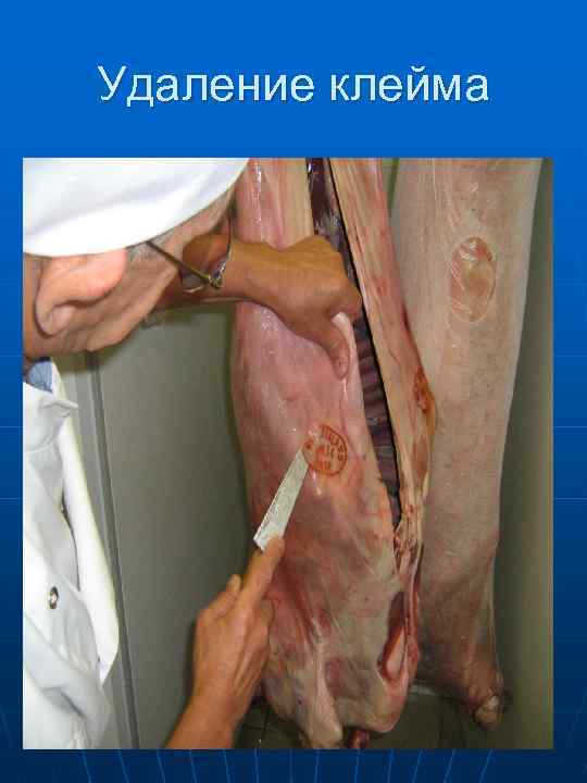   Клейма на туше ветеринарные и товароведные (сортовые) 
