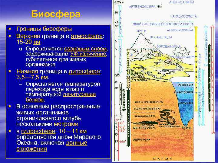 Биосфера § Границы биосферы § Верхняя граница в атмосфере: 15 -20 км q Определяется