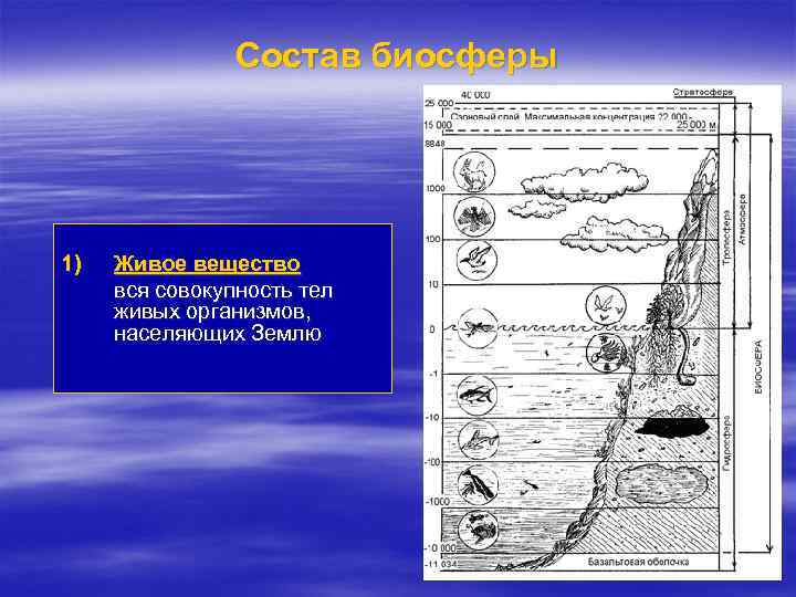 Состав биосферы 1) Живое вещество вся совокупность тел живых организмов, населяющих Землю 