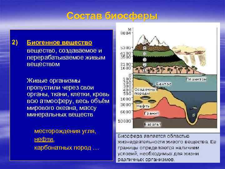 Состав биосферы 2) Биогенное вещество, создаваемое и перерабатываемое живым веществом Живые организмы пропустили через
