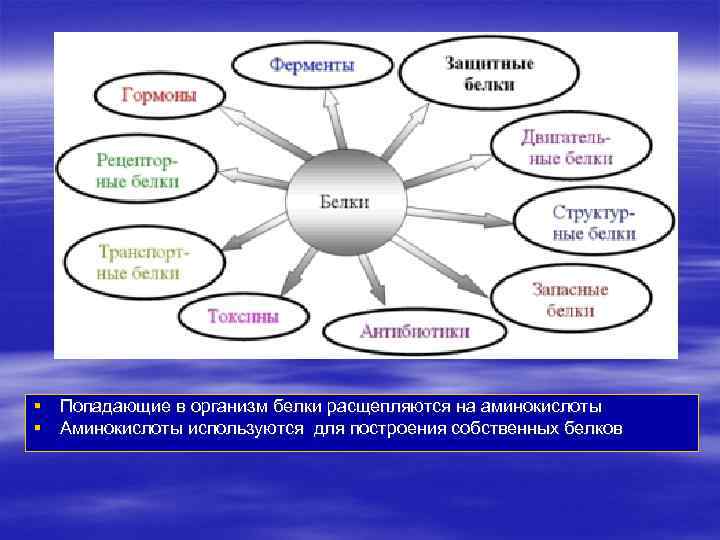 § Попадающие в организм белки расщепляются на аминокислоты § Аминокислоты используются для построения собственных