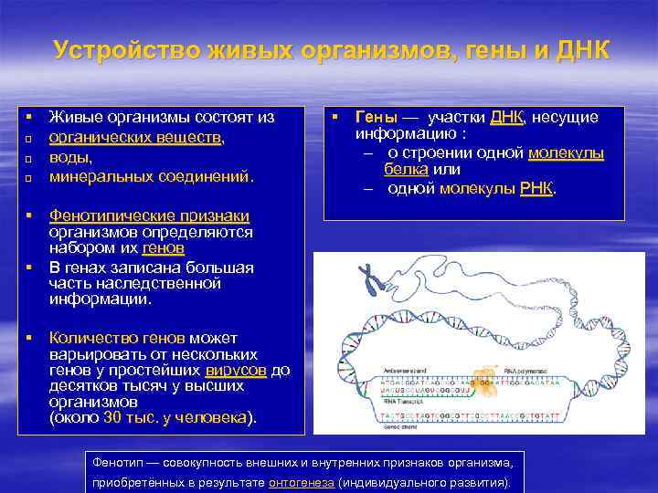  Устройство живых организмов, гены и ДНК § Живые организмы состоят из q органических