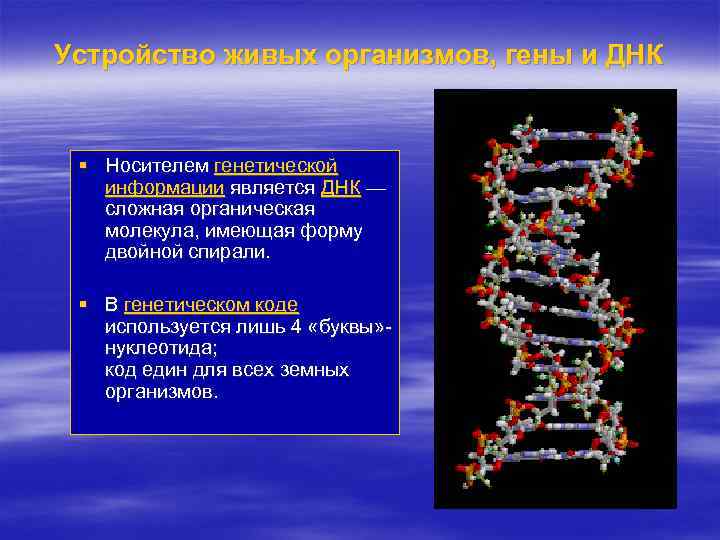 Устройство живых организмов, гены и ДНК § Носителем генетической информации является ДНК — сложная