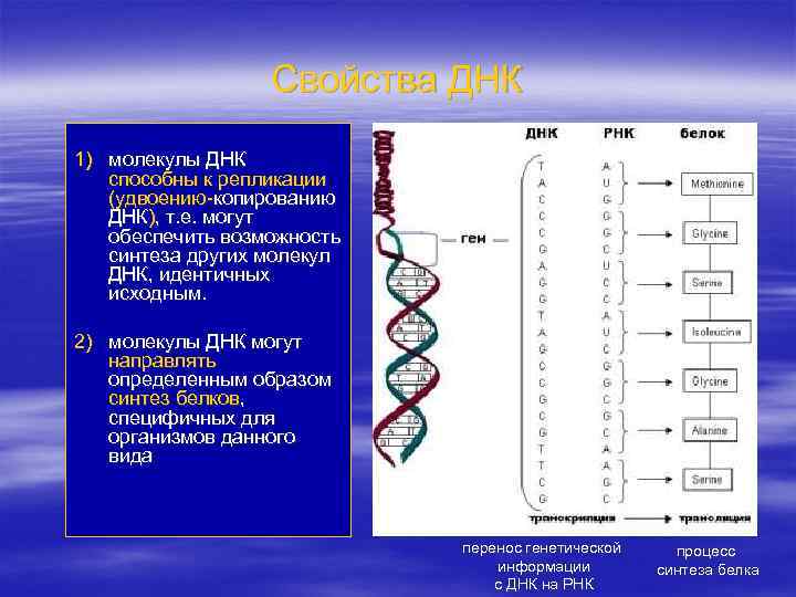 Свойства ДНК 1) молекулы ДНК способны к репликации (удвоению-копированию ДНК), т. е. могут обеспечить