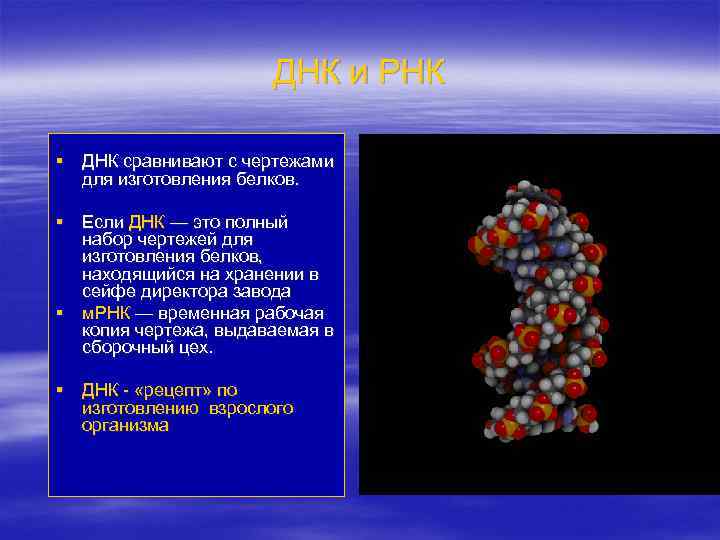 ДНК и РНК § ДНК сравнивают с чертежами для изготовления белков. § Если ДНК