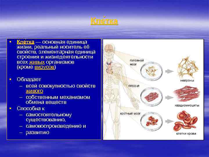 Кле тка § Кле тка — основная единица жизни, реальный носитель её свойств, элементарная