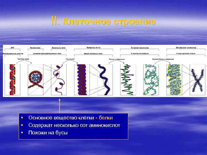 II. Клеточное строение § Основное вещество клетки - белки § Содержат несколько сот аминокислот
