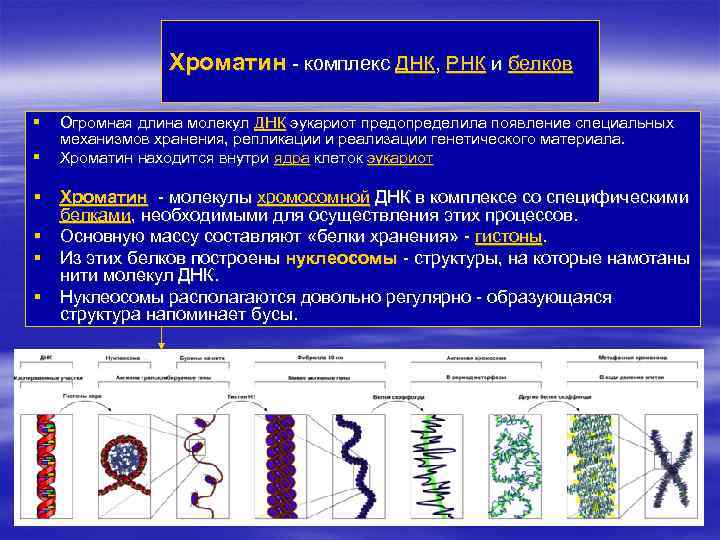 Роль хроматина