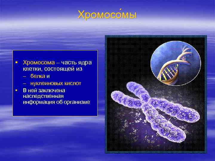 Хромосо мы § Хромосома – часть ядра клетки, состоящей из – белка и –