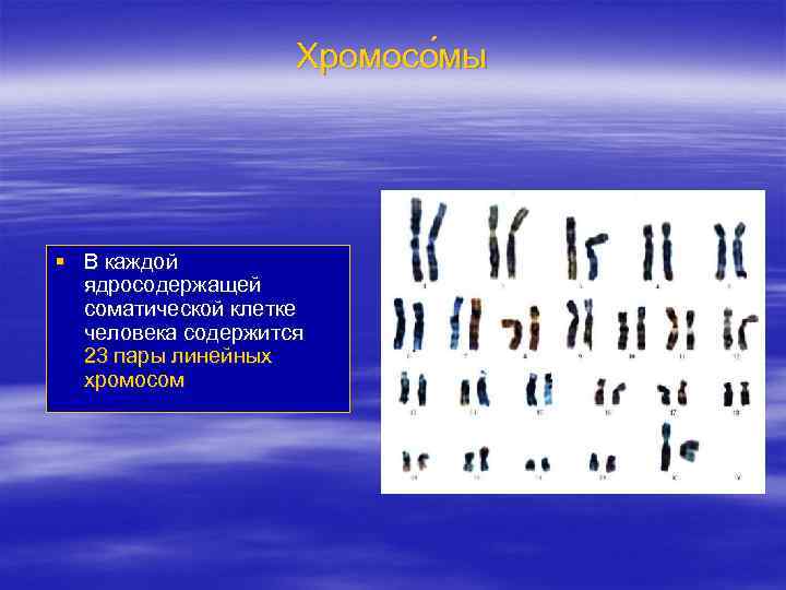 Хромосо мы § В каждой ядросодержащей соматической клетке человека содержится 23 пары линейных хромосом