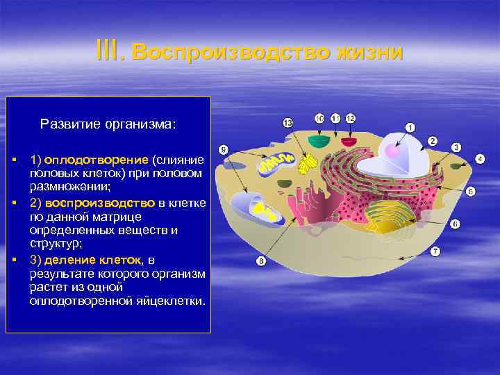 III. Воспроизводство жизни Развитие организма: § 1) оплодотворение (слияние половых клеток) при половом размножении;
