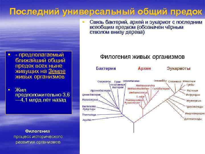 Структура эволюции