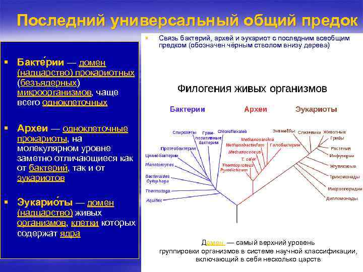 Последний универсальный общий предок § Связь бактерий, архей и эукариот с последним всеобщим предком