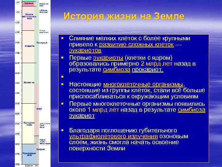 История жизни на Земле § Слияние мелких клеток с более крупными привело к развитию