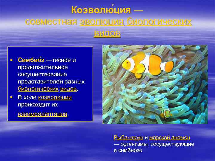 Коэволю ция — совместная эволюция биологических видов § Симбио з —тесное и продолжительное сосуществование