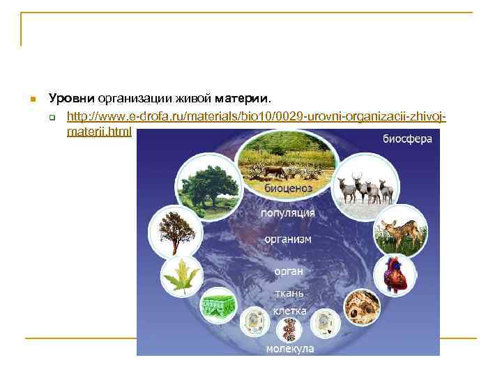n Уровни организации живой материи. q http: //www. e-drofa. ru/materials/bio 10/0029 -urovni-organizacii-zhivojmaterii. html 