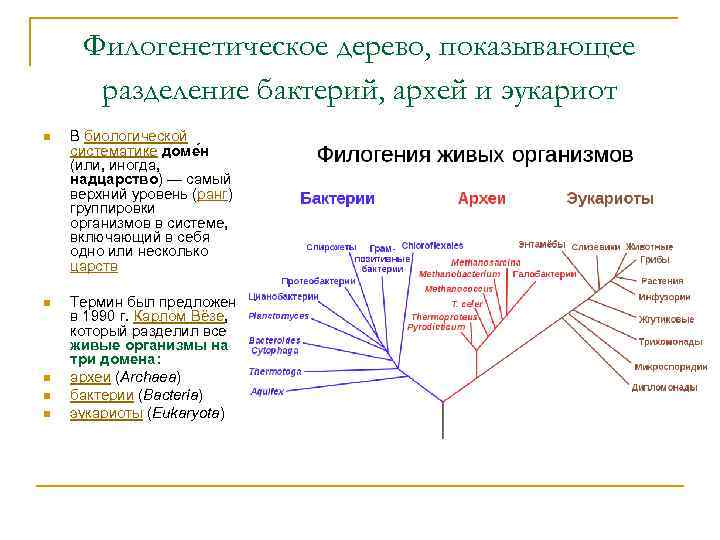 Домен характеристики. Филогенетическое Древо организмов. Филогенетические деревья кладограммы. Филогенетическое дерево бактерий. Филогенетическое Древо схема.