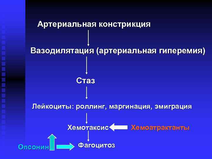 Артериальная констрикция Вазодилятация (артериальная гиперемия) Стаз Лейкоциты: роллинг, маргинация, эмиграция Хемотаксис Опсонин Фагоцитоз Хемоатрактанты
