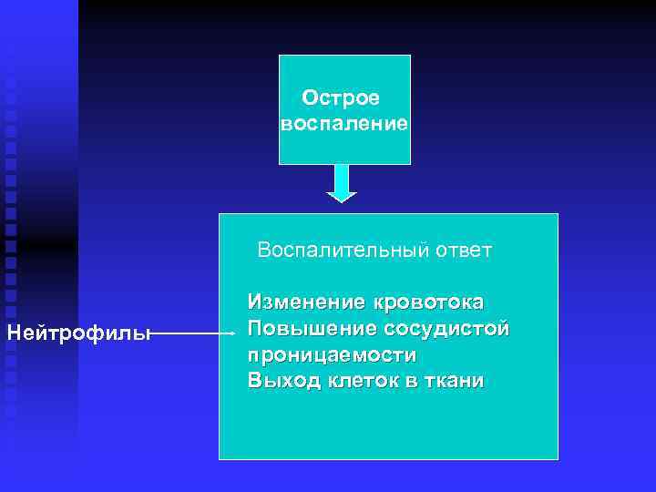 Острое воспаление Воспалительный ответ Нейтрофилы Изменение кровотока Повышение сосудистой проницаемости Выход клеток в ткани